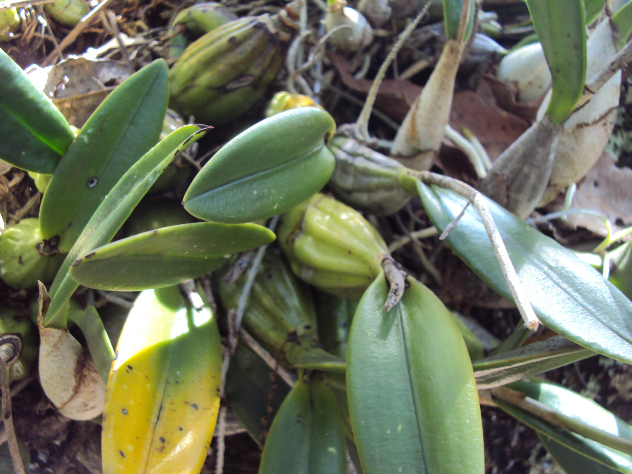 Laelia furfuracea